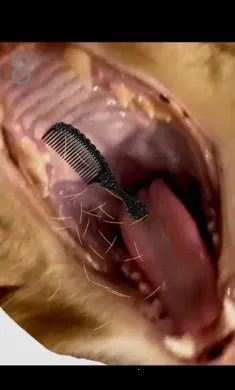 ��è��ëv1.0��ͼ3
