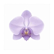 ����Morchid2026�ٷ����°汾
